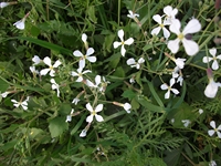 Alcantara Calatabiano
